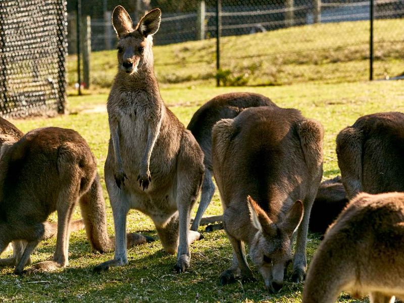 Wollongong Symbio Wildlife Park Helensburgh