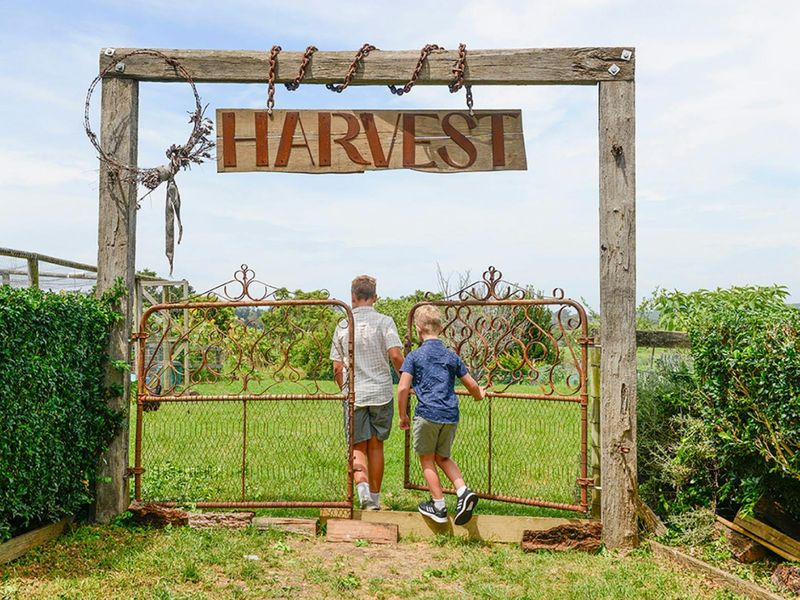 Harvest Milton