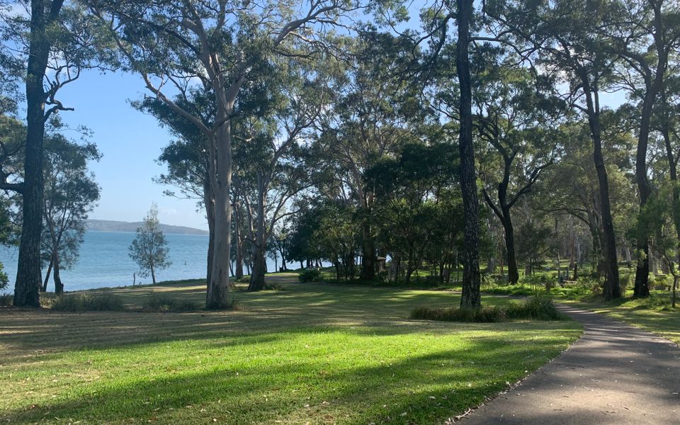 Treescape by the Lake